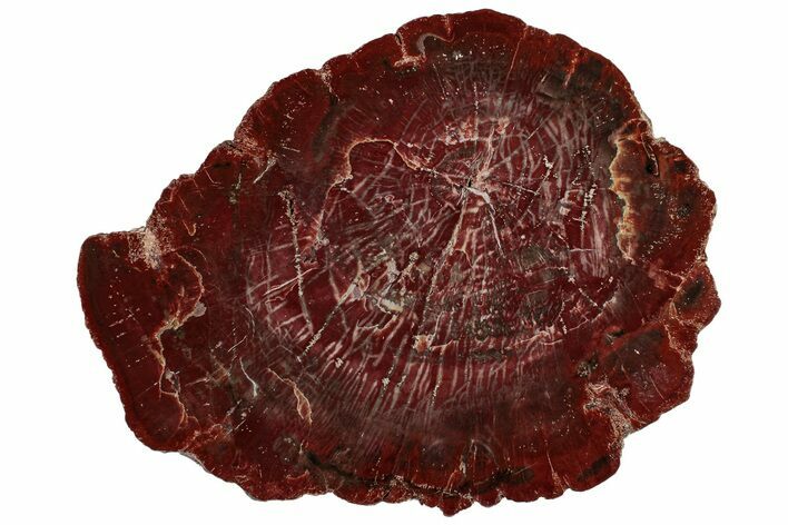 Vibrant Red Petrified Wood (Araucarioxylon) Round - Arizona #307978